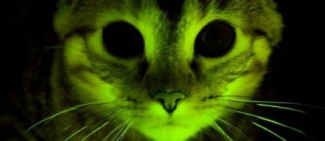 Des chats rendus fluorescents pour aider à combattre le sida